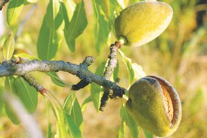 Copyright-Freeimages.com---Vixander