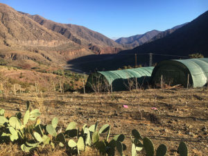 Parcelle-irriguée-grace-au-nouveau-système-de-goutte-à-goutte-dans-la-pépinière-d'Imegdale